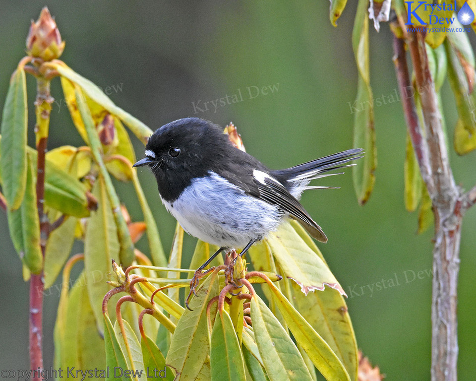 North Island Tomtit