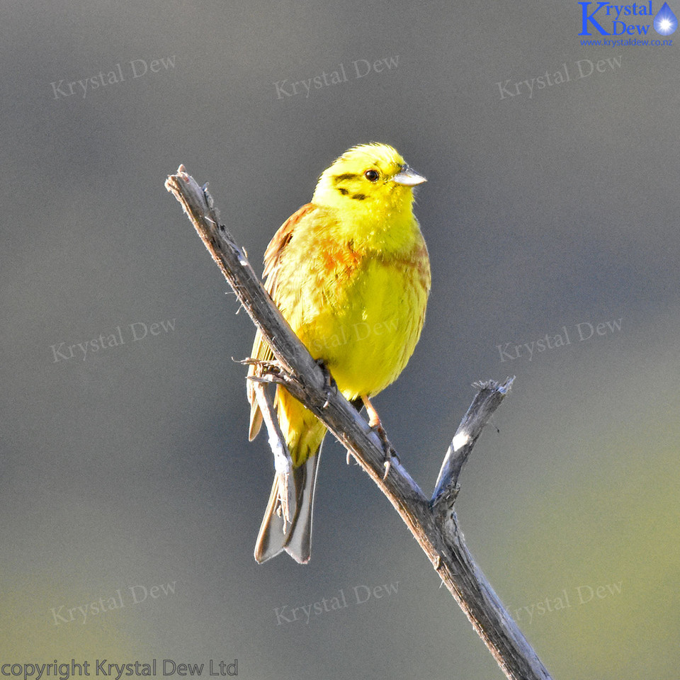 Yellowhammer