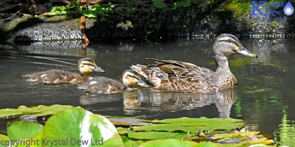 Malard Duck Ducklings