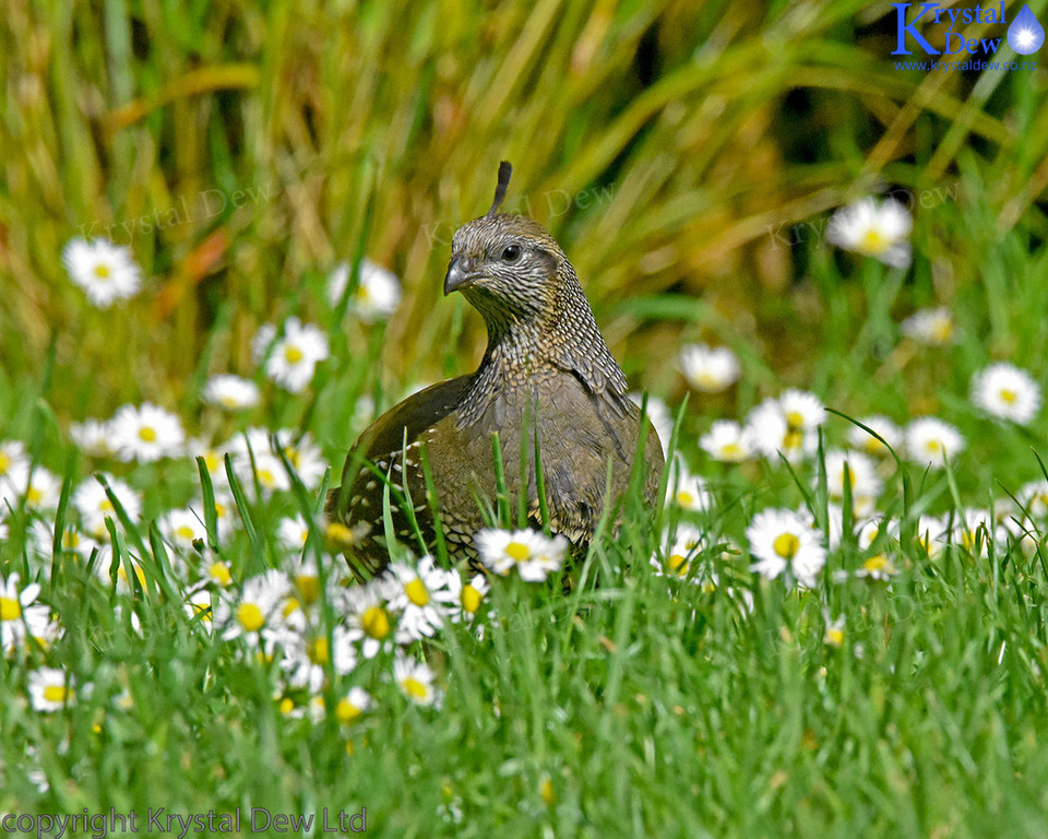 Californian Quail