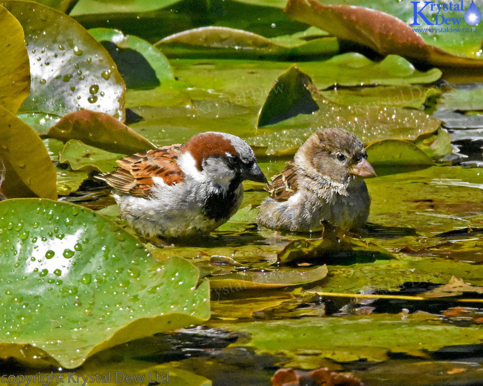 Sparrows Bathing In The Water Lillies