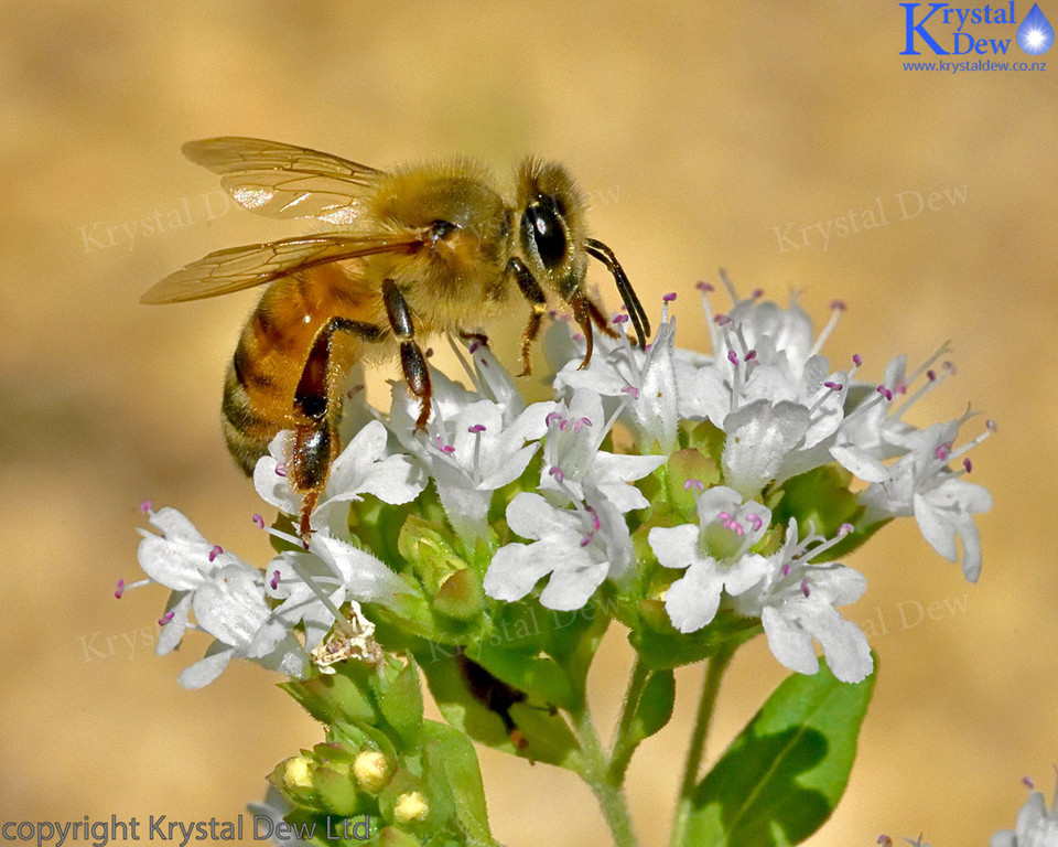 Bee On Oregano