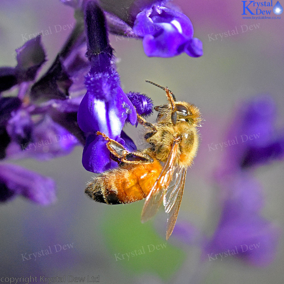 Honeybee In The Salvia