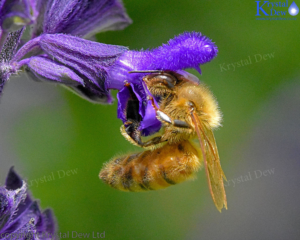 Honey Bee On Salvia