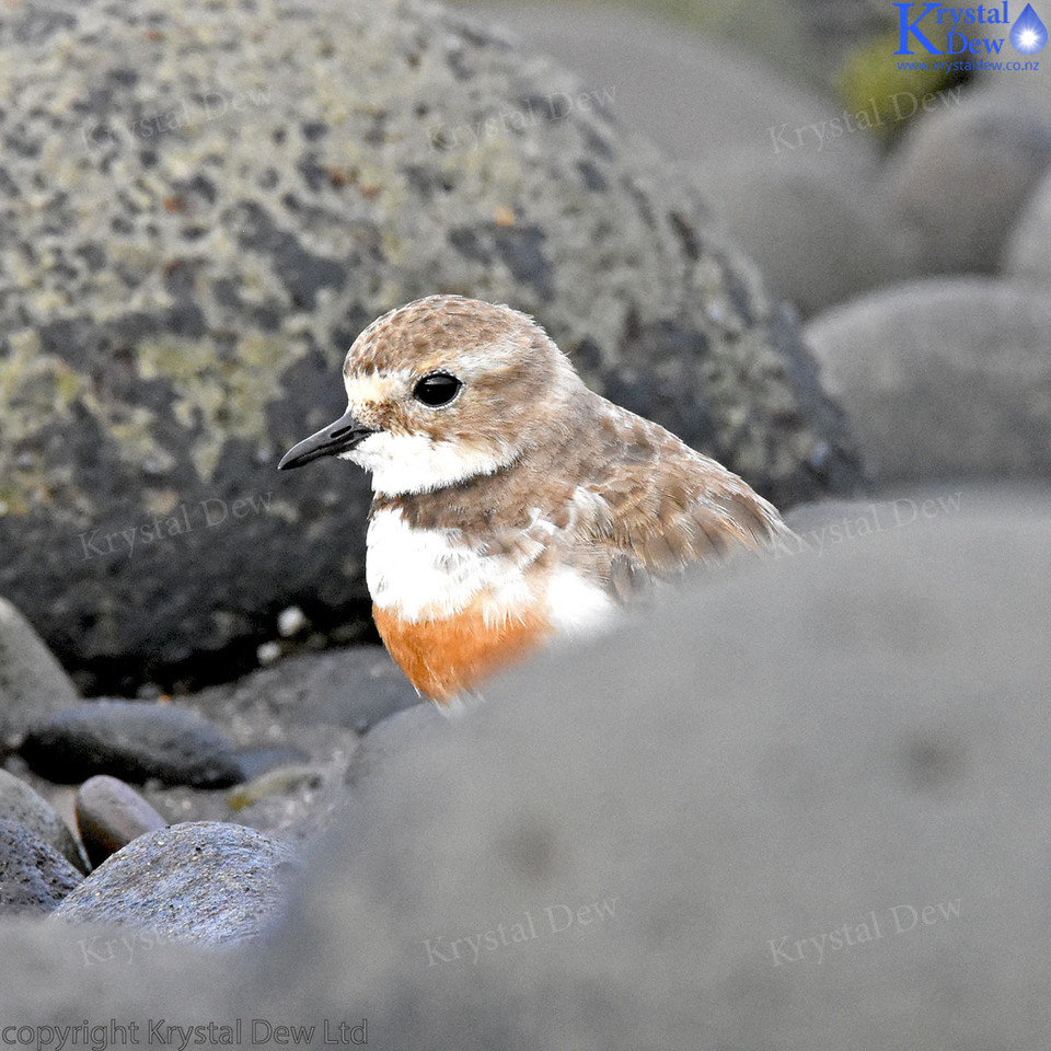 Banded Dotterel