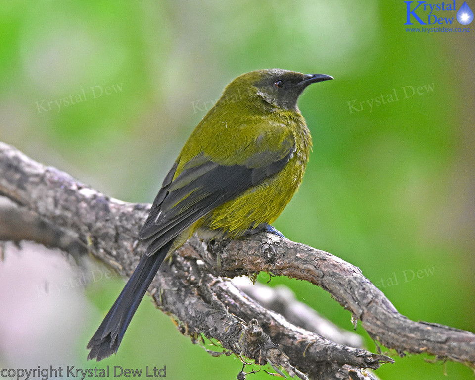 Bellbird