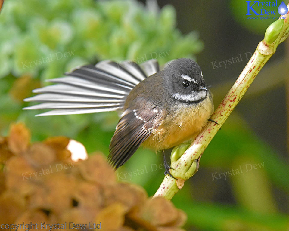 Fantail