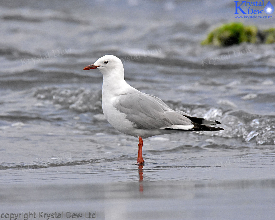 Red Billed Gull