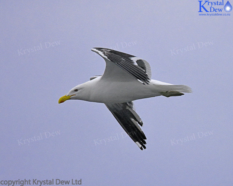 Black Backed Gull