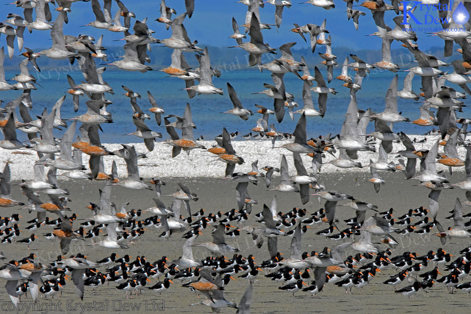 Variable Oystercatchers At Miranda