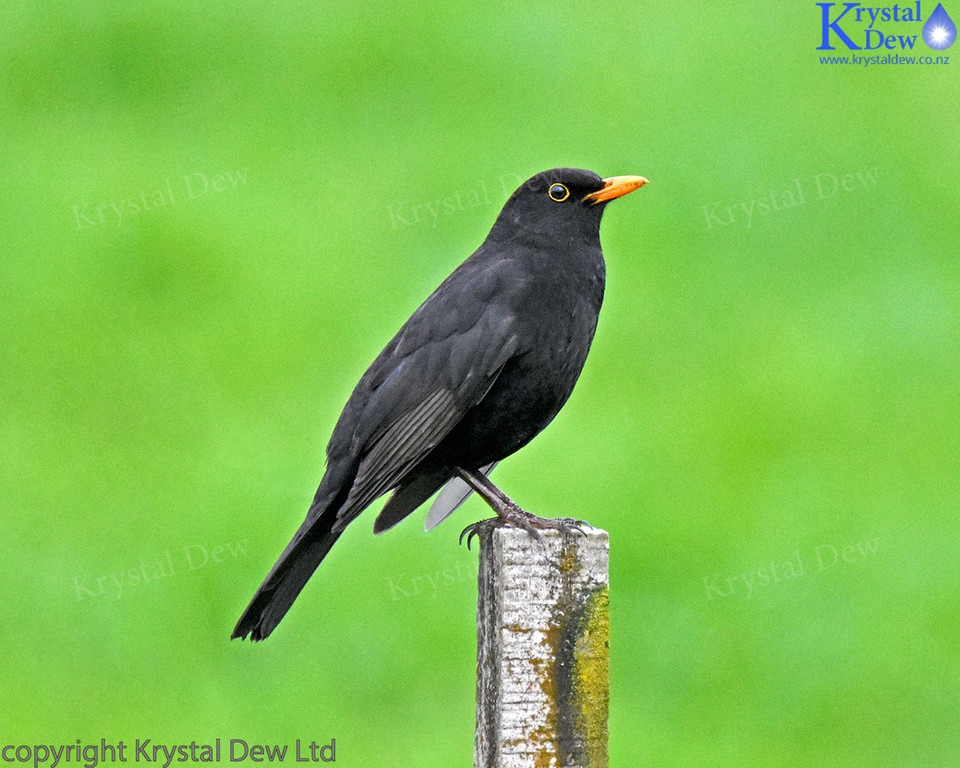 Blackbird on fence post