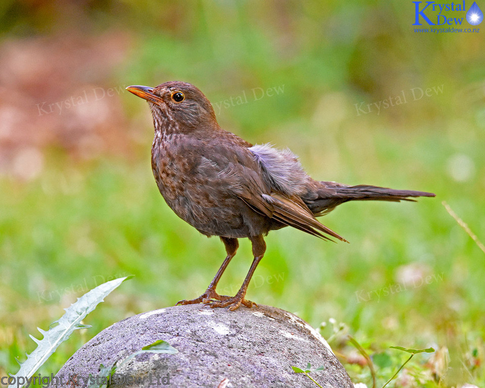 Blackbird on rock