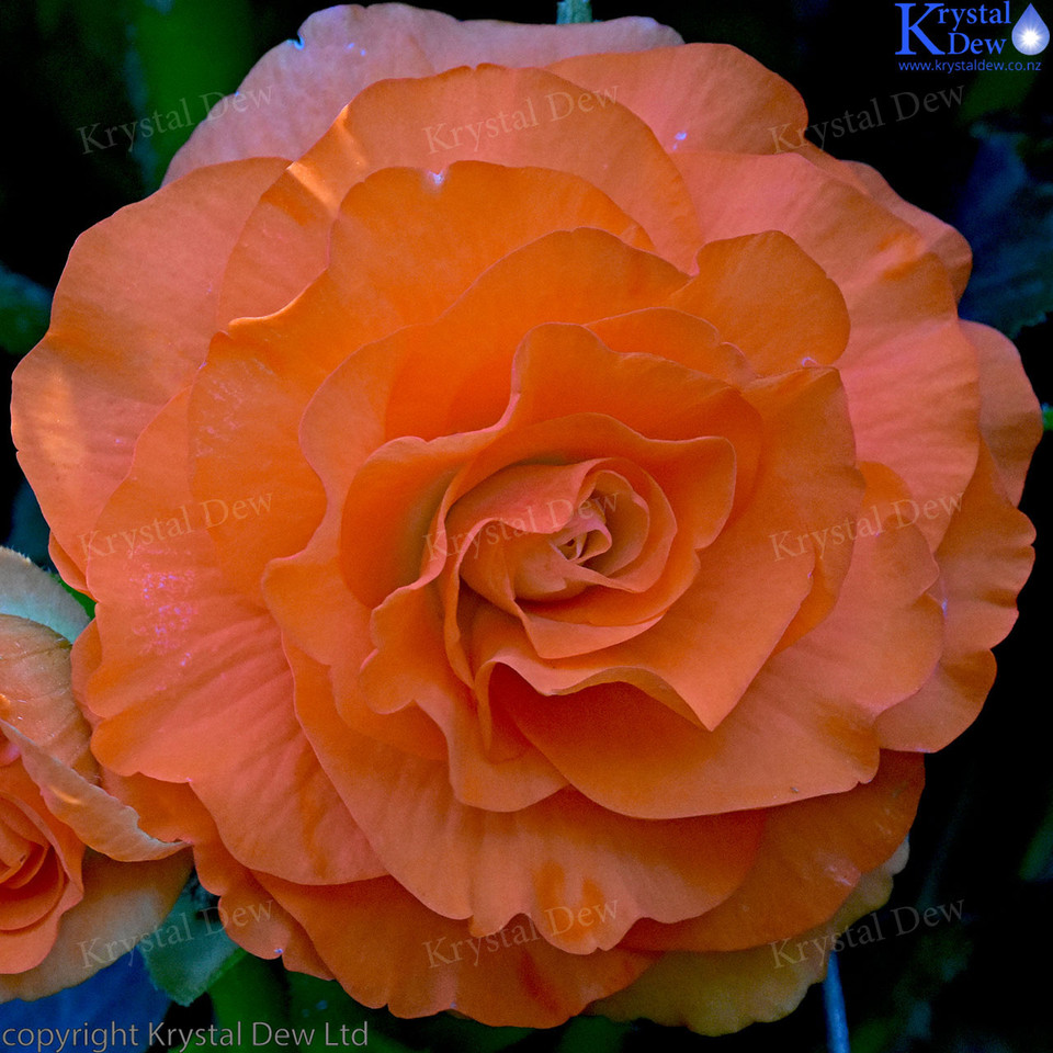 Begonia