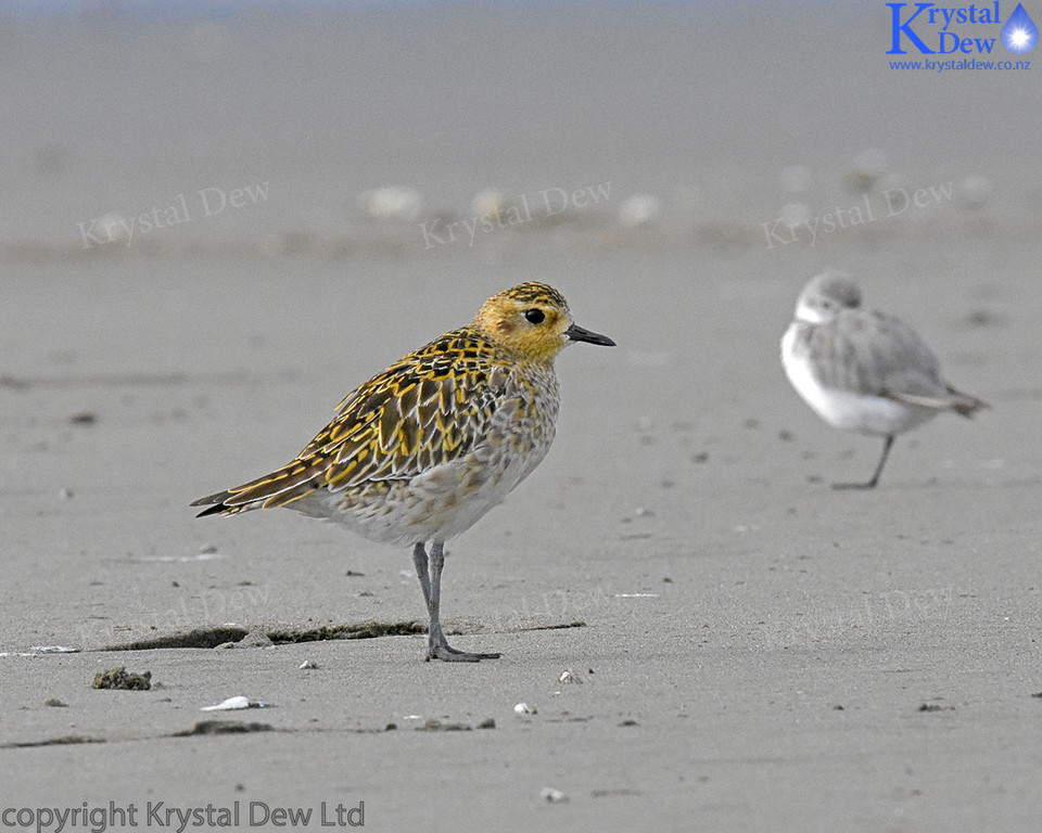 Pacific Golden Plover