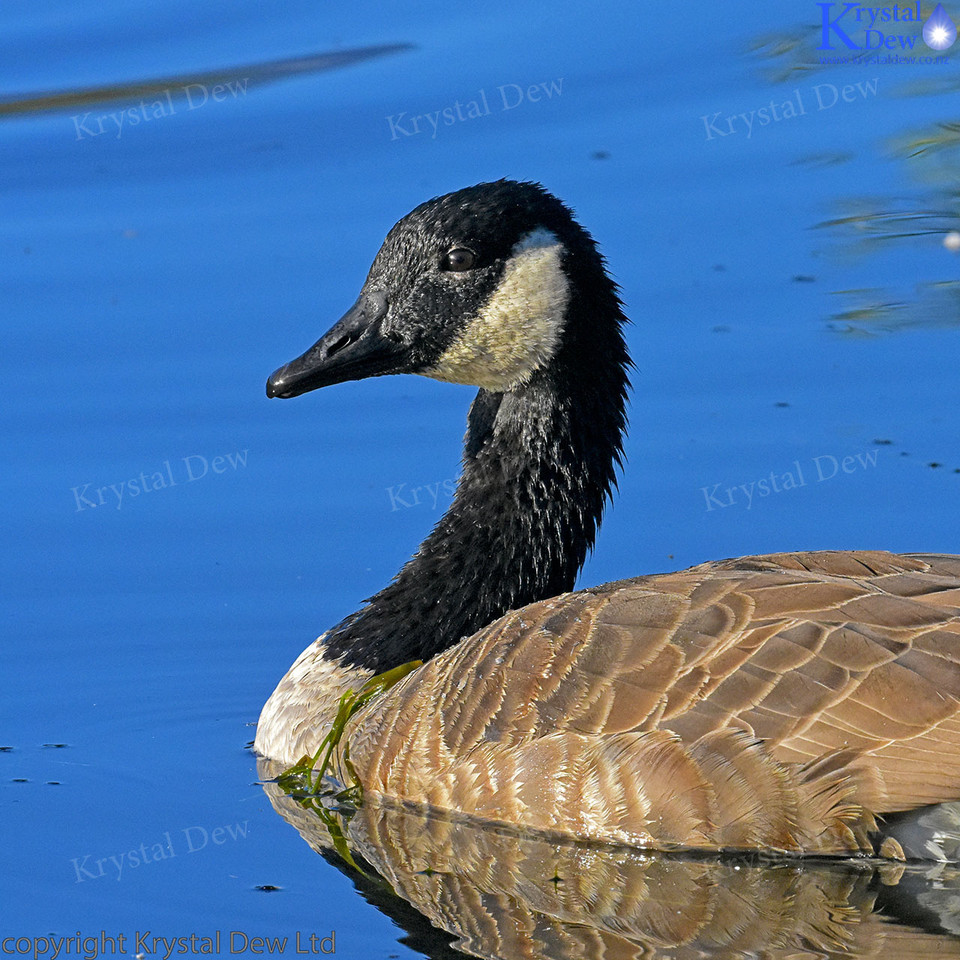 Canada Goose