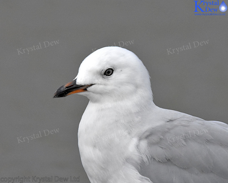 Red Billed Gull