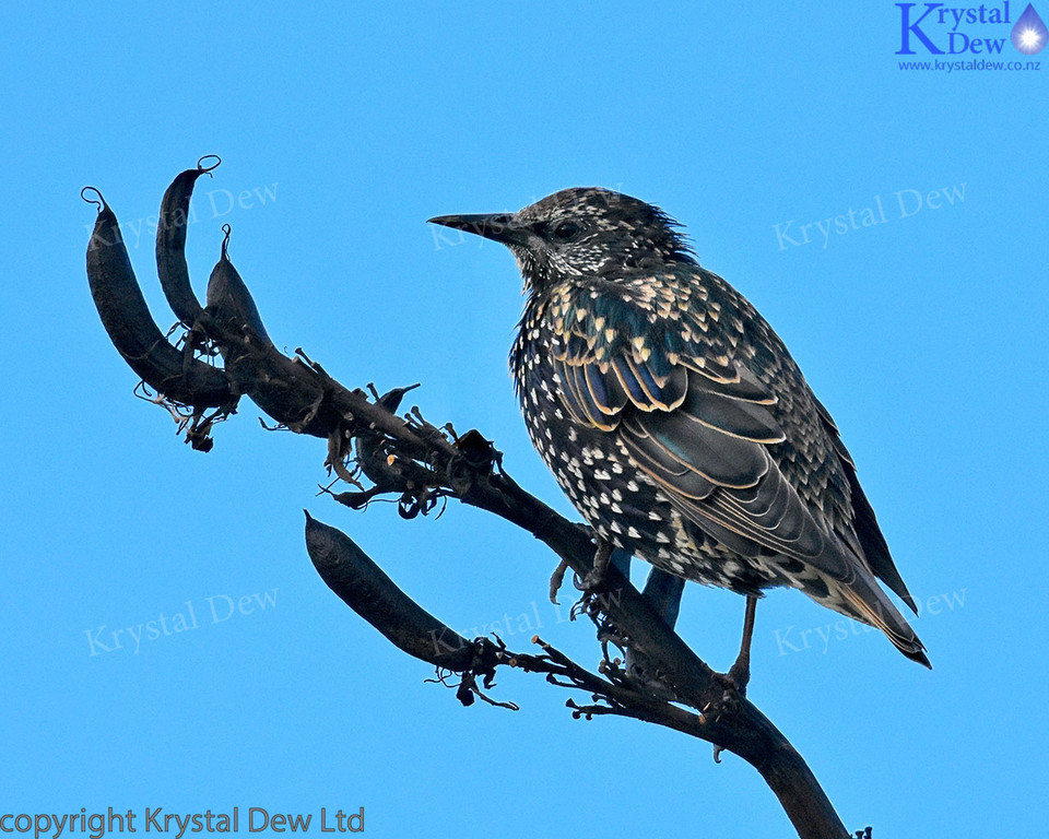 Starling On Flax