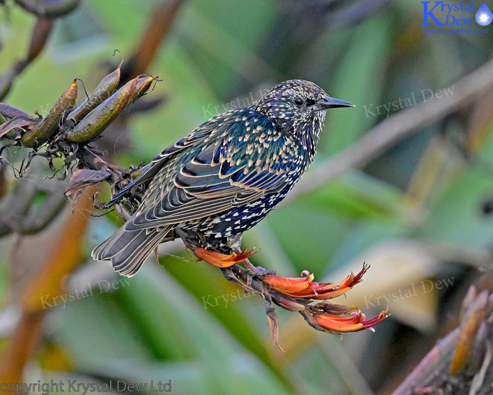 Starling On Flax