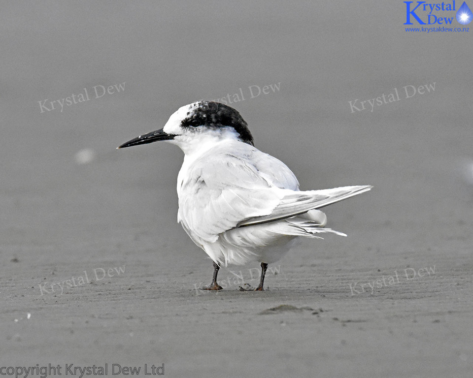 White Fronted Tern