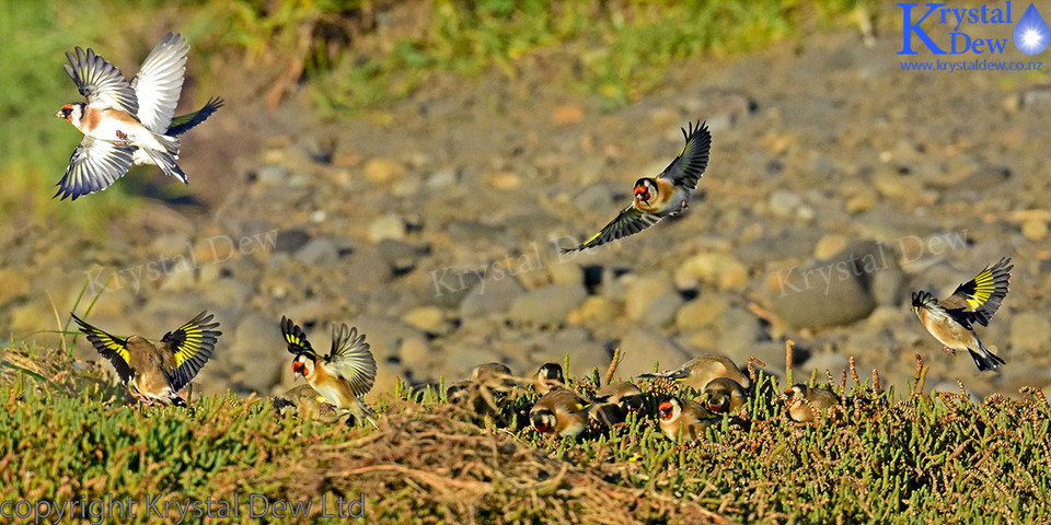 Goldfinch Flock