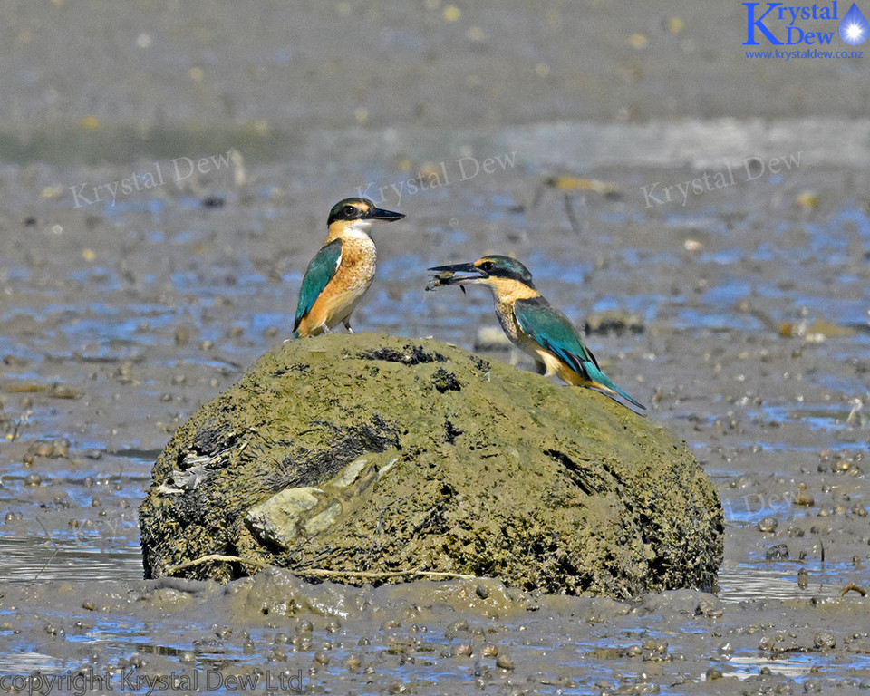 NZ Sacred Kingfisher