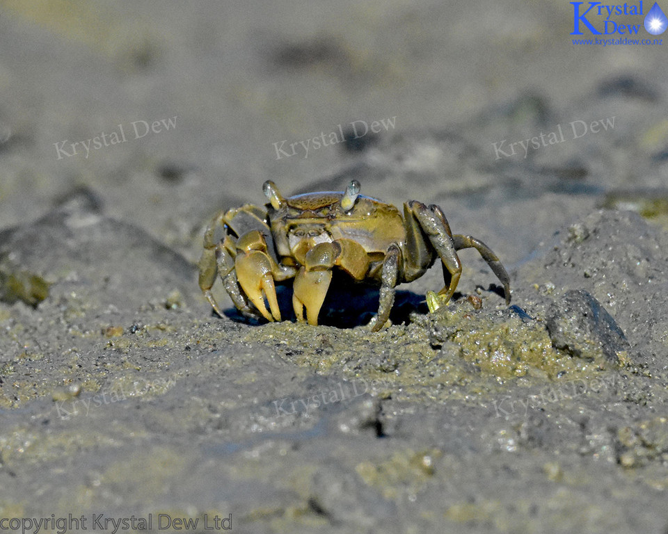 Mud Crabs