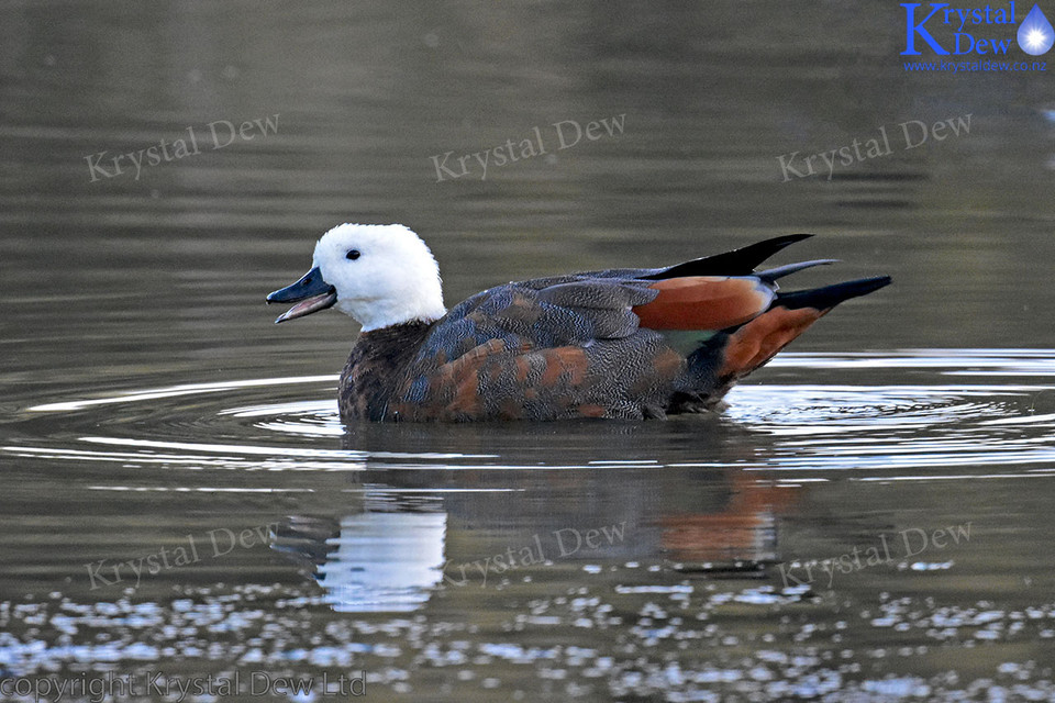 Paradise Shelduck