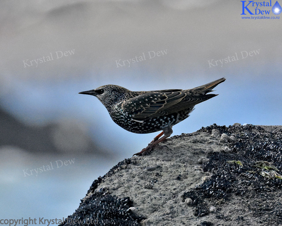 Starling At The Foreshore