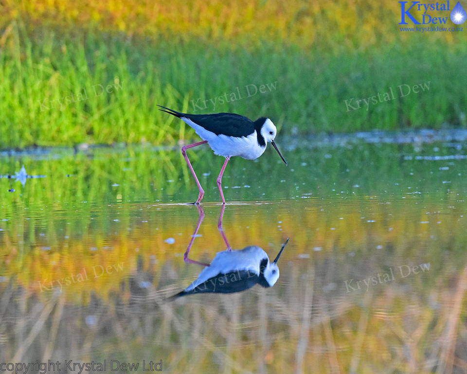 Pied Stilt