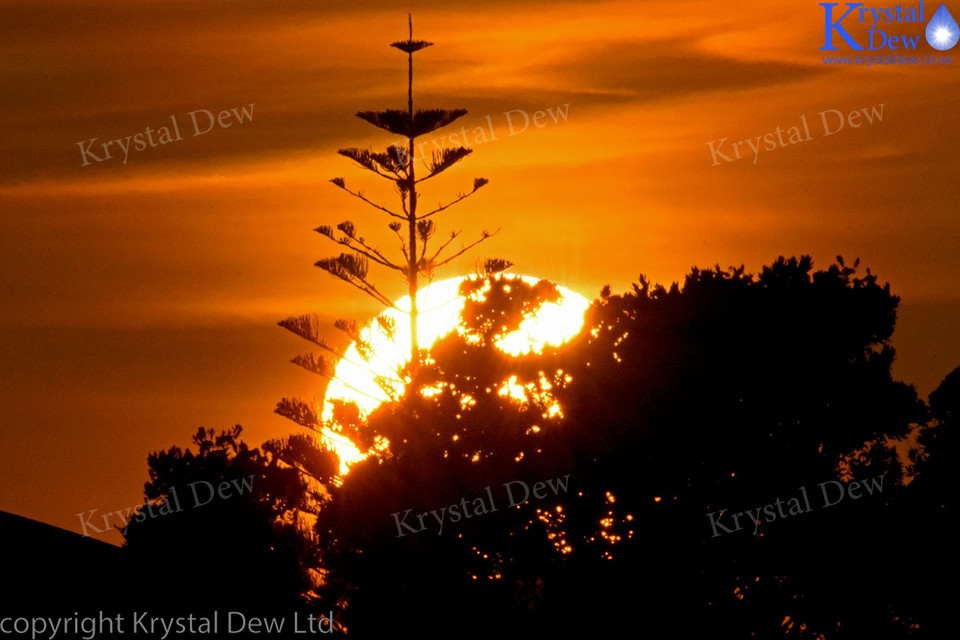 Sunrise Through The Trees