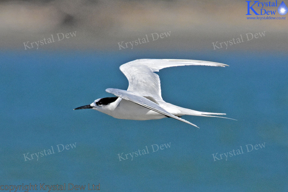 White Fronted Tern