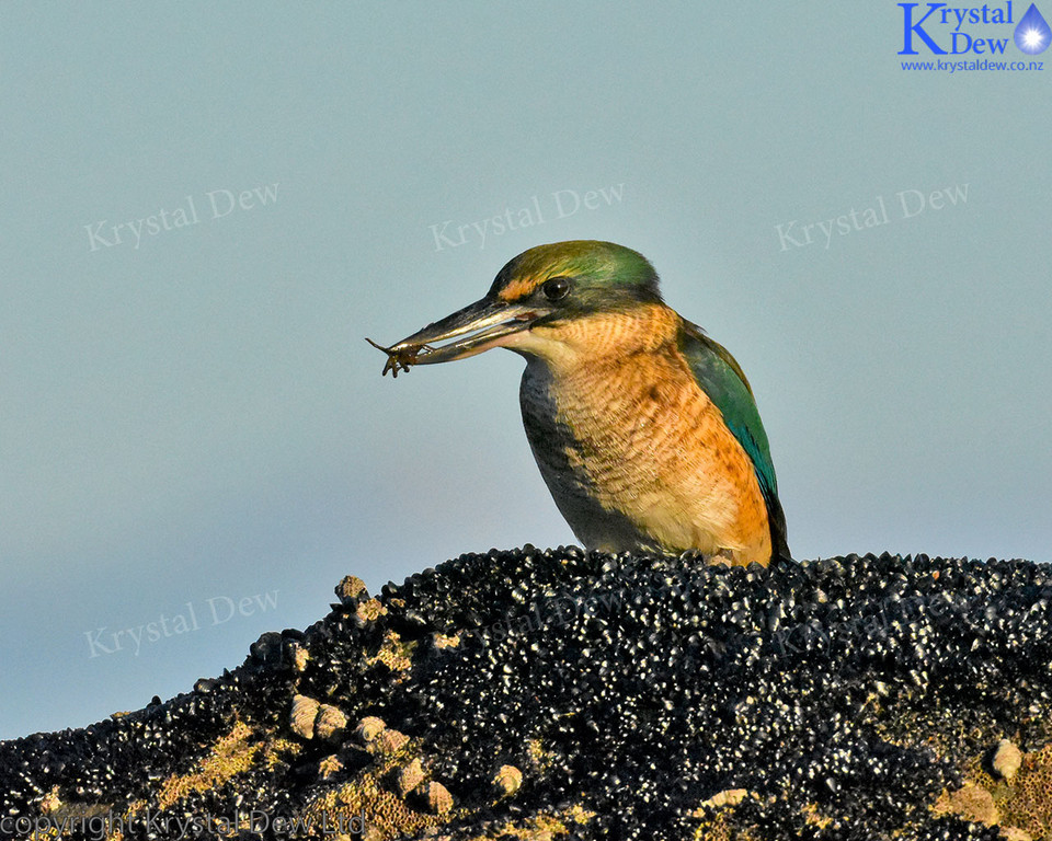 Kingfisher On The Rocks
