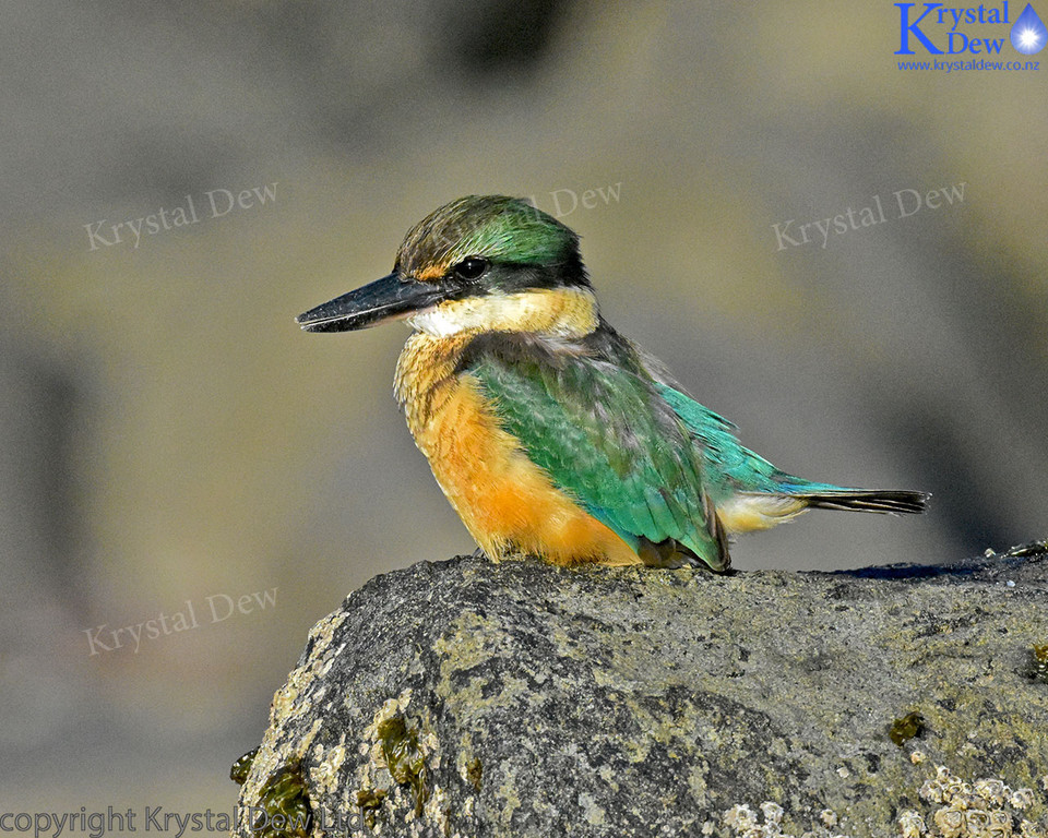 Kingfisher On The Rocks