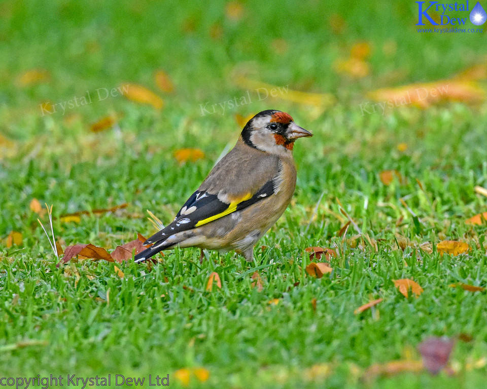 Goldfinch On The Lawn