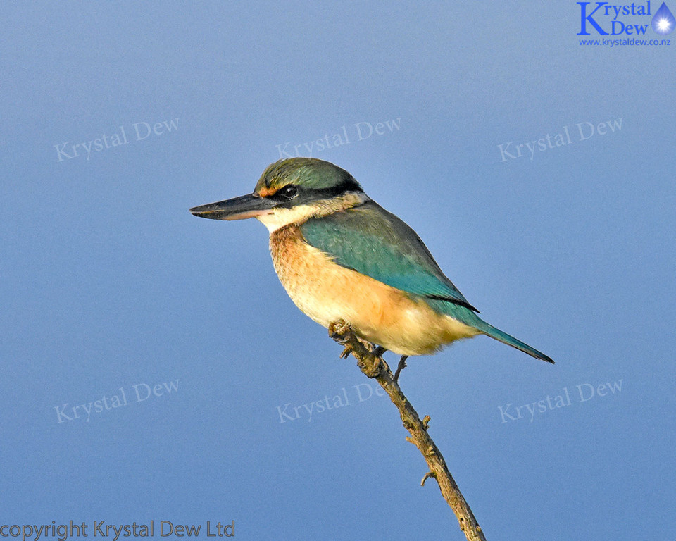 New Zealand kingfisher