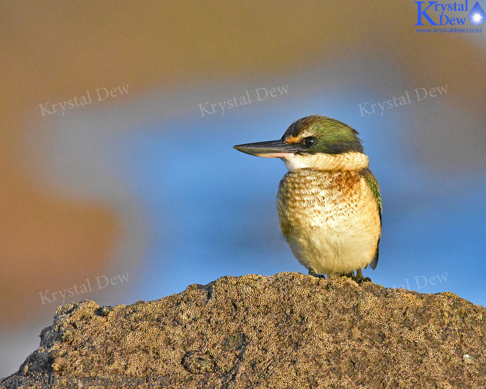 Kingfisher At The Rock Pools
