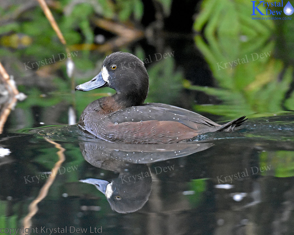 Female Scaup