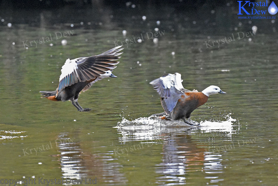 Paradise Shelduck Landing