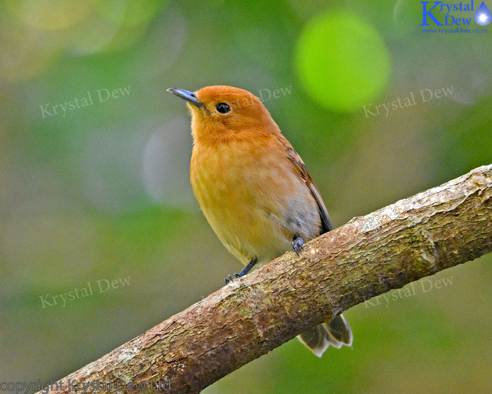 Rarotongan Flycatcher