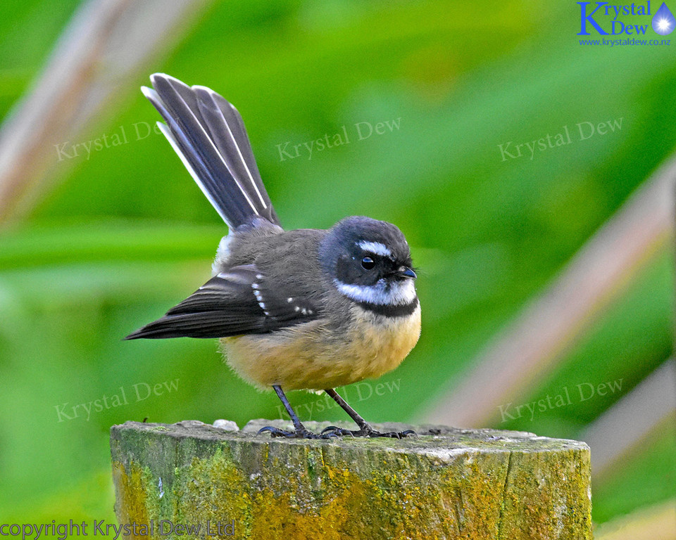 Fantail On Fence