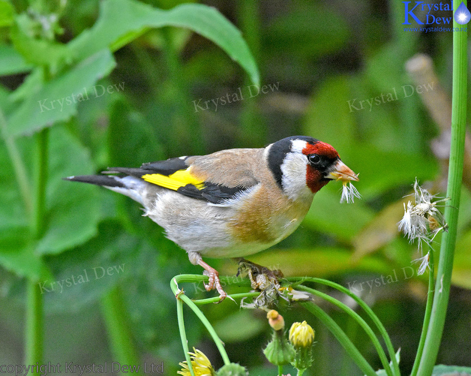 Goldfinch In The Puha