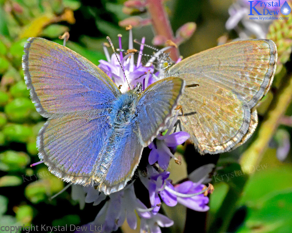 Pair of Common Blue Butterfly on hebe