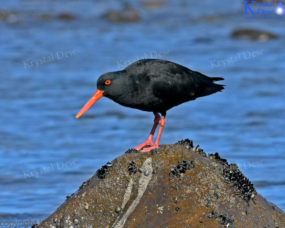 Oystercatcher