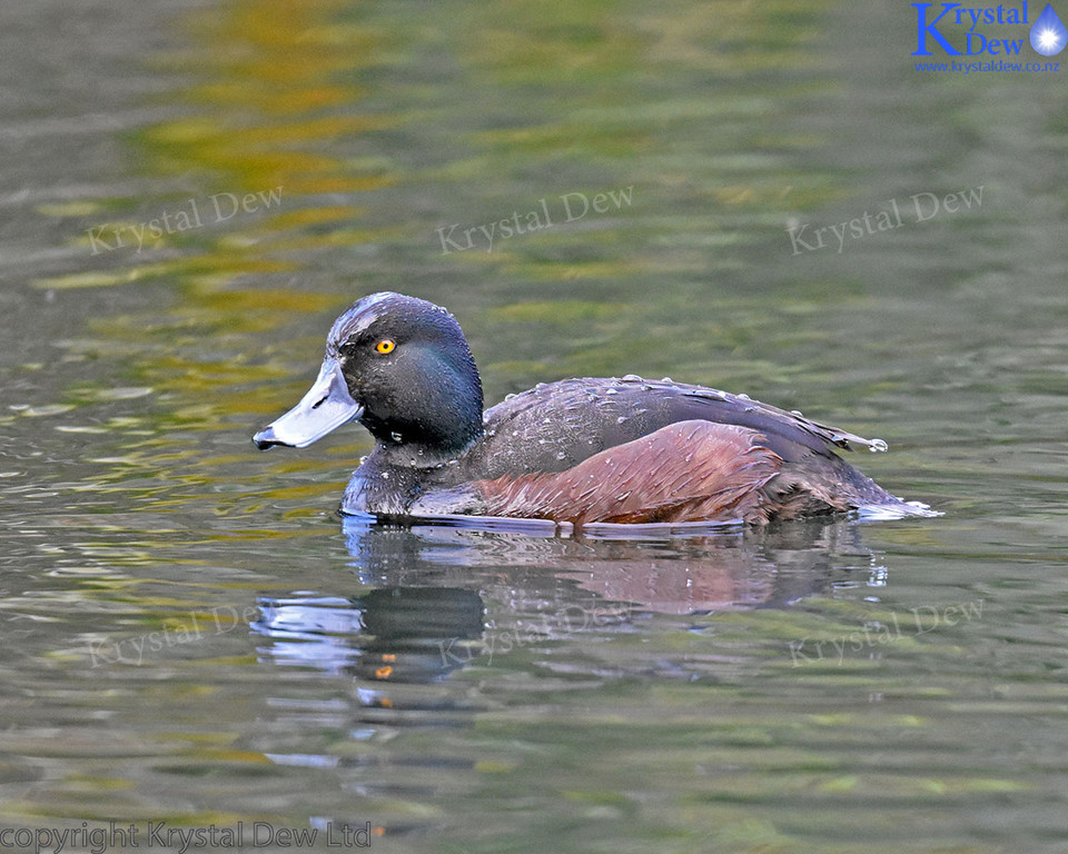 Scaup