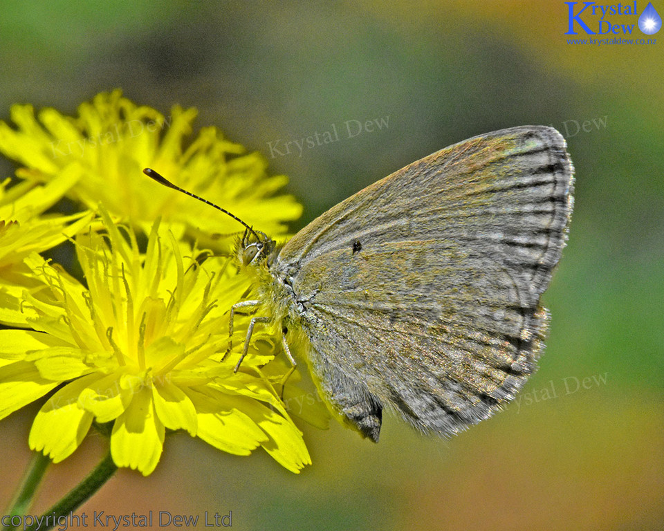 Common Blue Butterfly on sour thistle