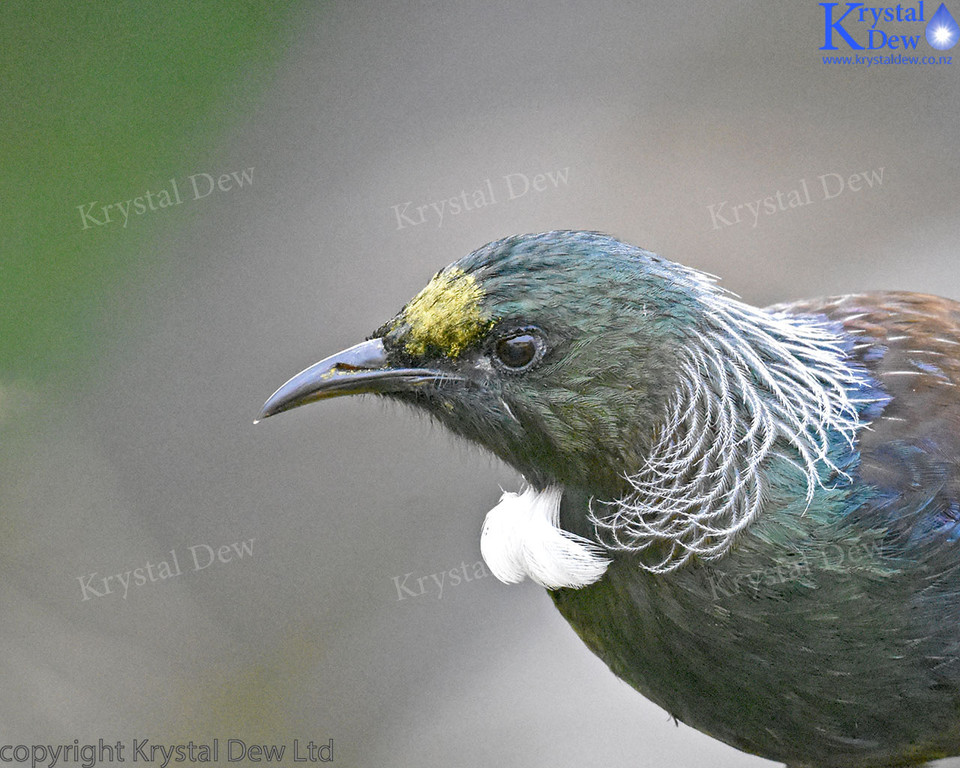 Tui In The Kowhai