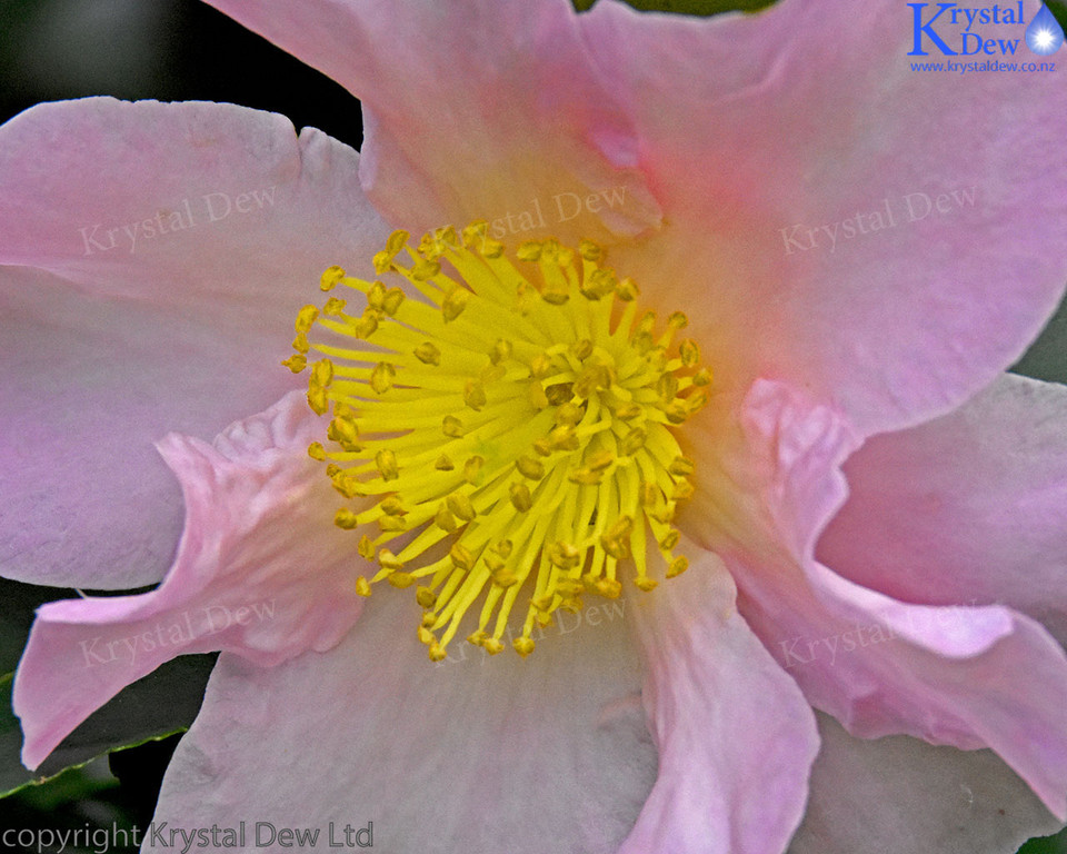 Camelia Flower