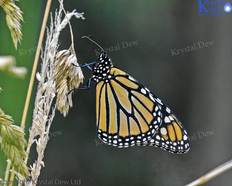 Monarch Butterfly In The Grass