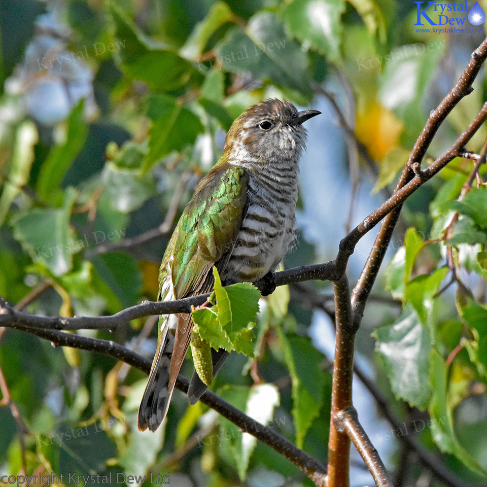 Shining Cuckoo In A Silver Birch