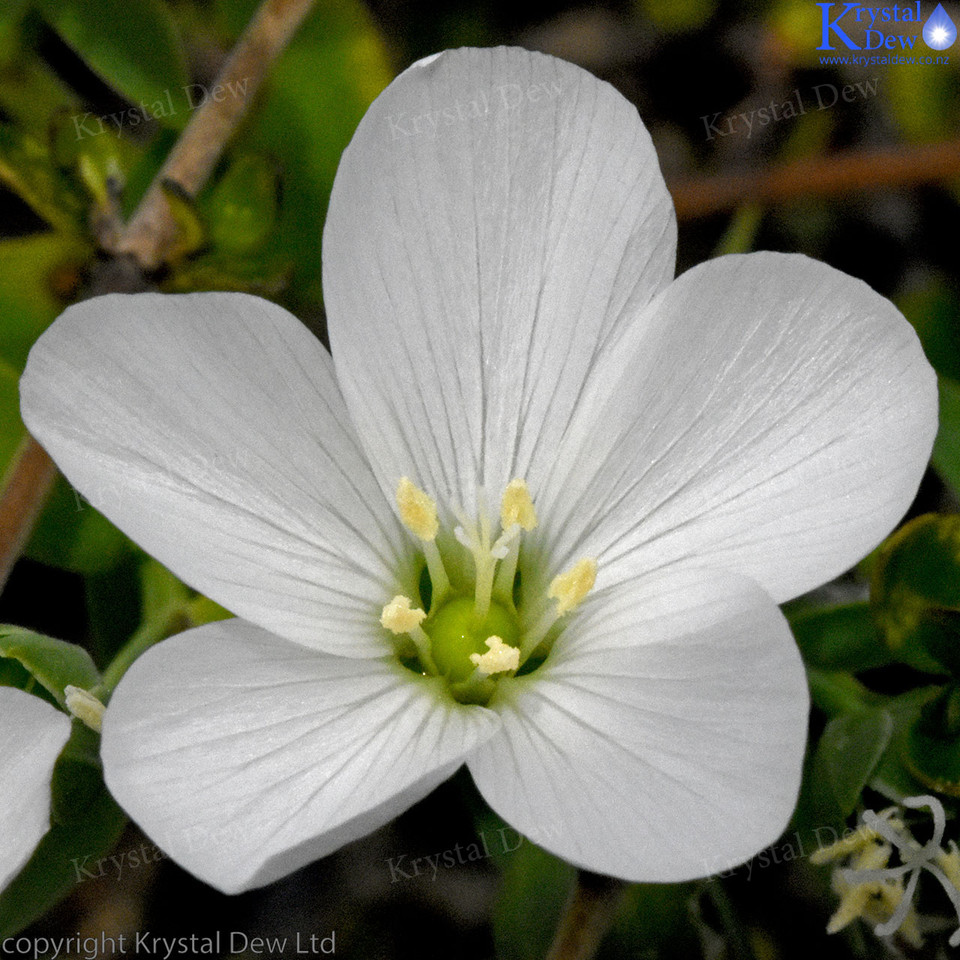 Small White Wild Flower